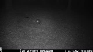 Great closeup of 'possum walking by 3-11-21