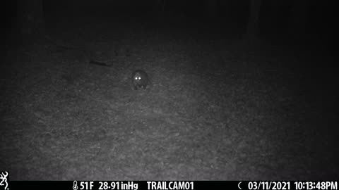 Great closeup of 'possum walking by 3-11-21