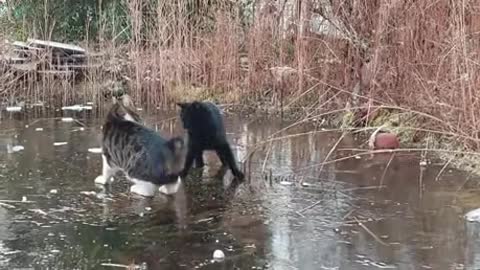 Playing on the ice