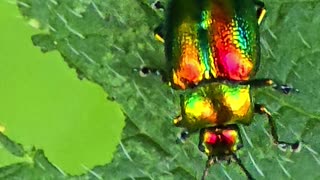 Green peppermint beetle / beautiful insect with neon colours in nature.