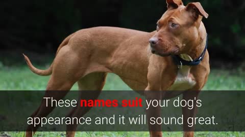 Top 10 strongest Dog Names ll Best Suggested names for Dogs ll