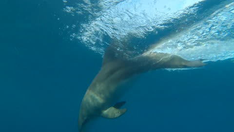 An Dolphin swimming in pool