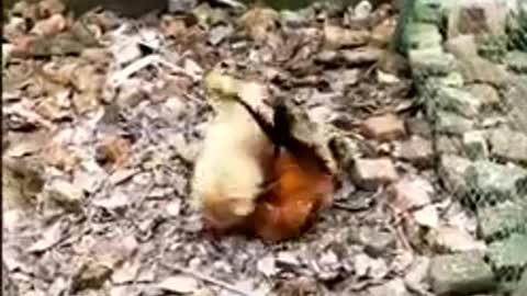 Chicken VS Dog Fight - Funny Dog Fight Video