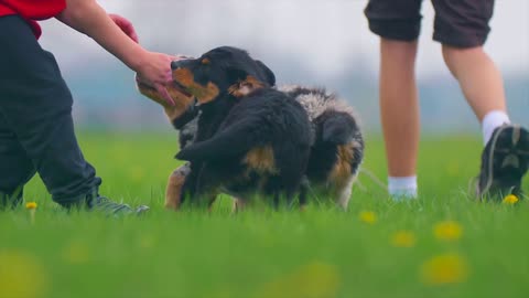 Funny & Cute Dogs and Kids Playing In The Park - Summer Time!