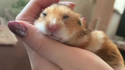 Sleeping Hamster In Human Hand (Cuteness Overload!)