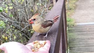 Hand-Feeding a Pair of Northern Cardinals in Slow Motion.