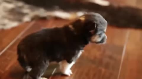 Cute Baby Dog | Cute Puppy Video