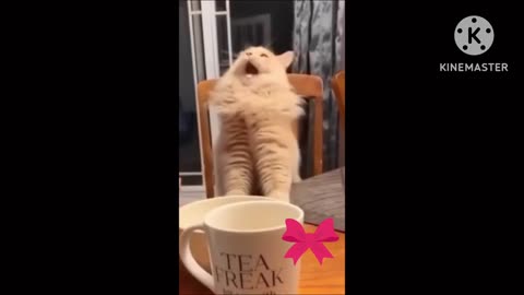 Funny cats videos