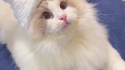 Cute little bunny catThe kitten ate cheese for the first time Also know how to protect food