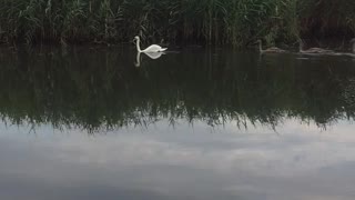 Two Big Swans Accompanied Their Babies
