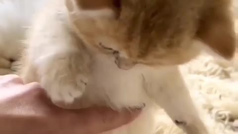 Cute Baby Kitten Cuddling 😍😍