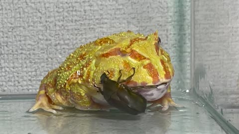 Beetle taste - African bullfrog , Pacman frog【WARNING LIVE FEEDING】
