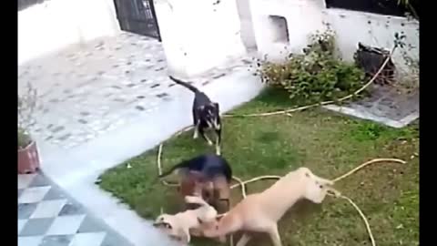 Puppy dragged away by 3 big dogs