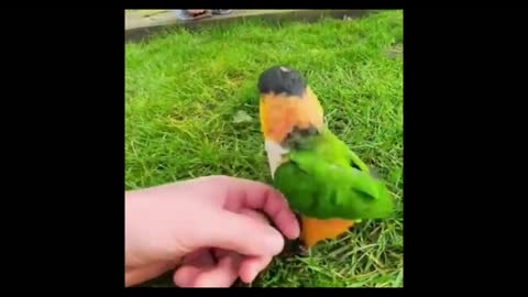 Funny birds | Parrots | Entertainment