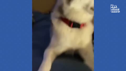 FUNNY Husky Moans for Scratches 😂 | BEST Cat & Dog Videos 2023