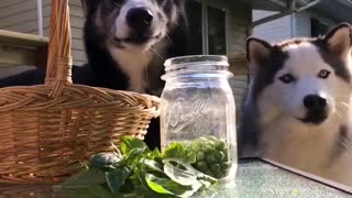 Pea Chomping Huskies