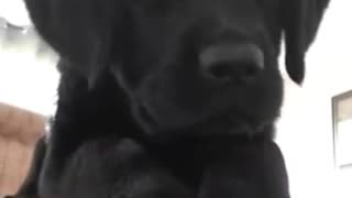 Black dog on couch looking confused ends up jumping at camera