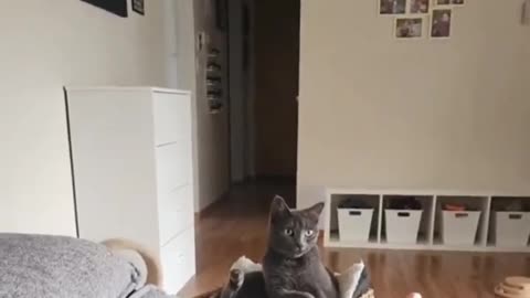 Messing with Cats