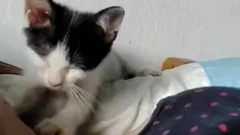 Baby Cat Massage my neck.webm