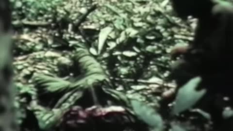 RAW VIETNAM WAR FOOTAGE | FULL Documentary | HistoryEverywhere