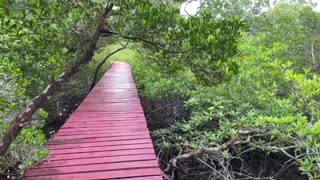 Salakphet “red bridge” through the mangrove forest Koh Chang Thailand
