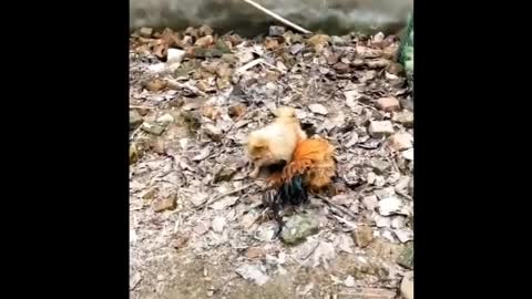 Chicken VS Dog Fight - Funny Dog Fight Videos