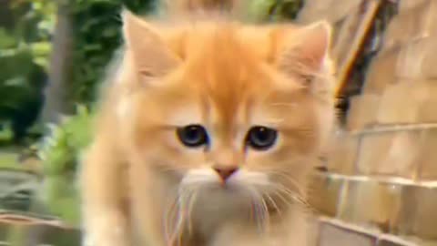 Funny Cats And Kittens Meowing