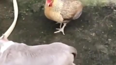 Funny video of dog fighting with chicken