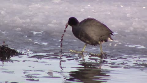 Birds Of Newfoundland-American Coot-Fulica americana