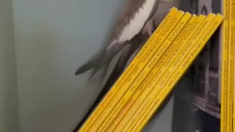 Birb Gaining Knowledge