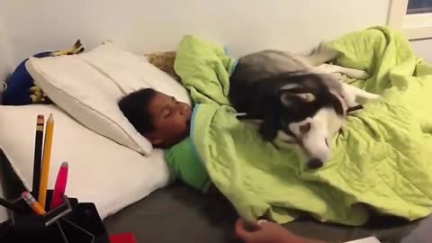 A Dog Defends its Sleeping Owner