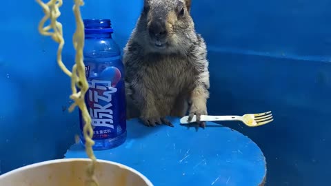 9 #groundhog #petdailylife #marmot and the coward eat noodles in a bucket.