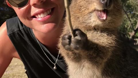 Quokka | The Happiest Animals In The World