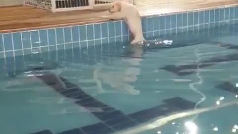 Labrador retriever but hate to swim