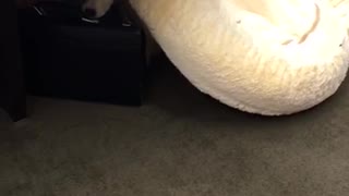 Cachorro queda graciosamente atrapado debajo de la cama