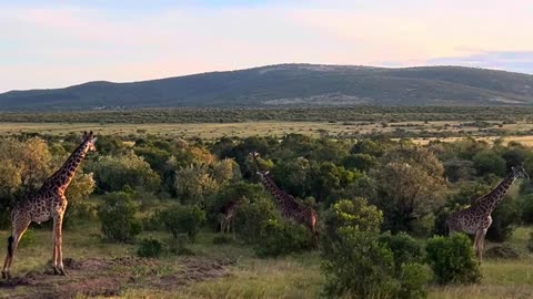 African giraffe zoo