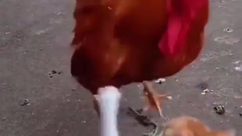 cat vs rooster