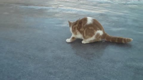 Cat tests studded tires on ice