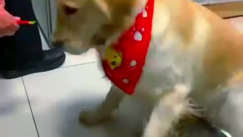 Funny cats vs dogs