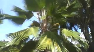 Palmeira leque é vista no parque, ela é muito bonita e charmosa [Nature & Animals]