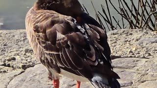 A goose chilling by the river / a beautiful bird by the water.