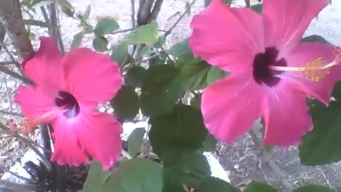 2 beautiful pink hibiscus flowers, there are little ants walking around it [Nature & Animals]