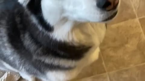 Guilty husky tries to blame the other dog!