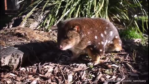 This is a spotted tailed coal