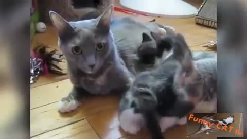 a mother cat who takes care of her kittens 2021
