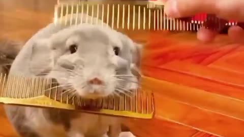 Cute Pet Chinchilla Grooming