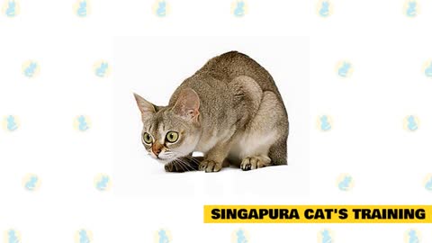 Singapura Cats: Facts and Myths