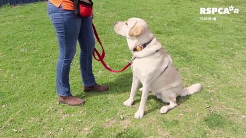 Labrador puppy learning . and smart dog traning