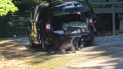 Young Bear Investigates Open Car In Gatlinburg