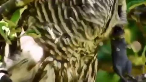 🦉 Owl weaves a caught mouse